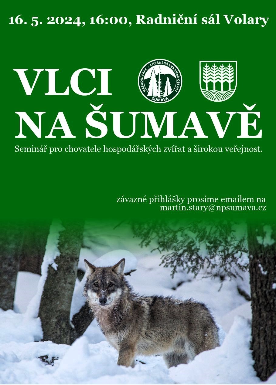 Vlci na Šumavě